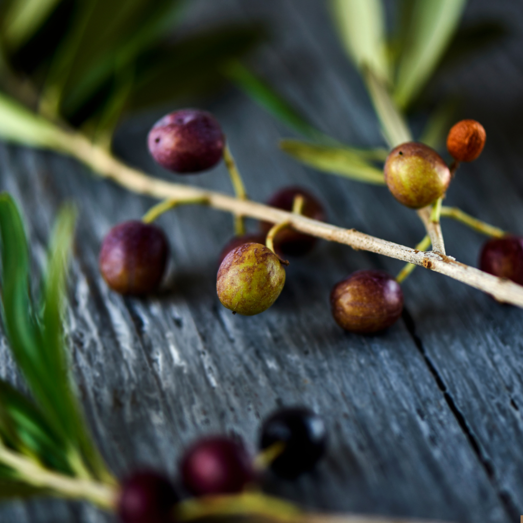 Aceite de oliva virgen extra: Arbequina