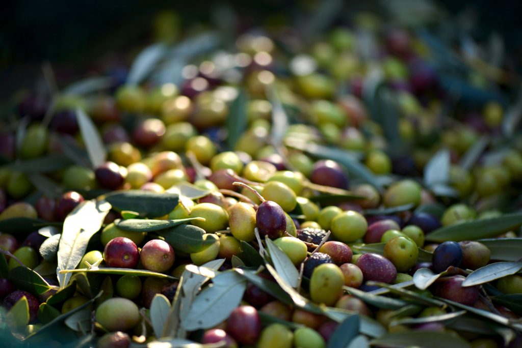 Aceite de oliva virgen extra: Cosecha temprana